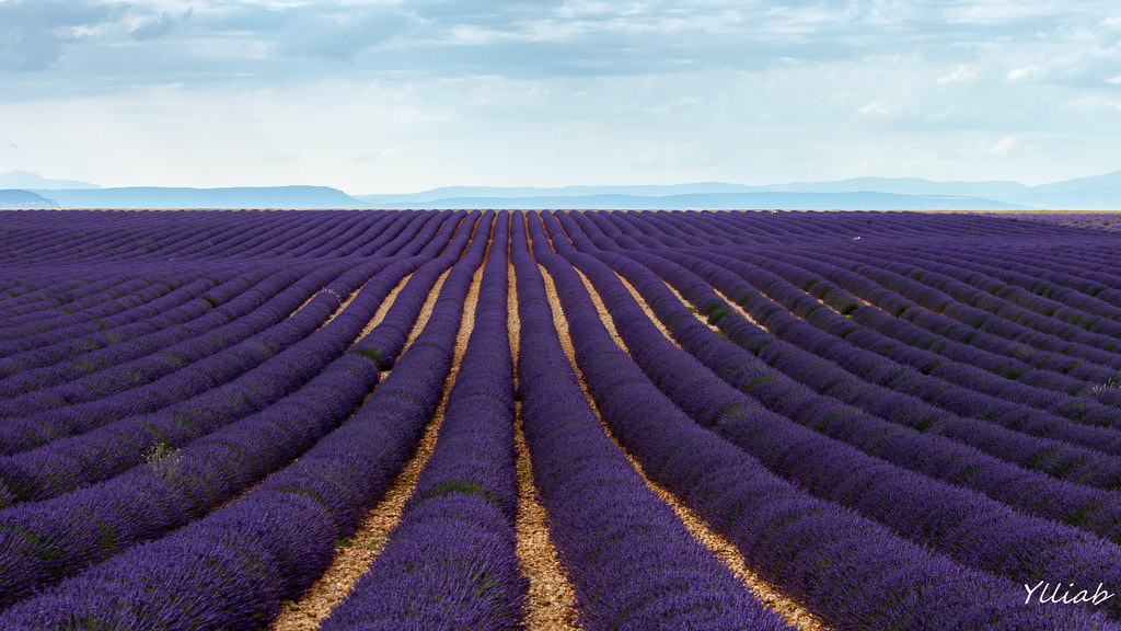 perfect pitch scotland Simplicity lavender fields.