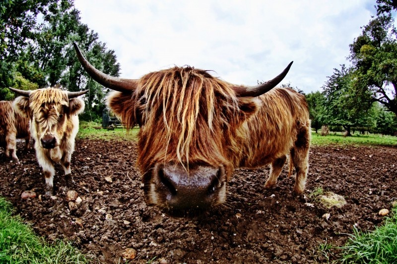assertiveness training courses scotland aberdeen angus bull highland cattle.